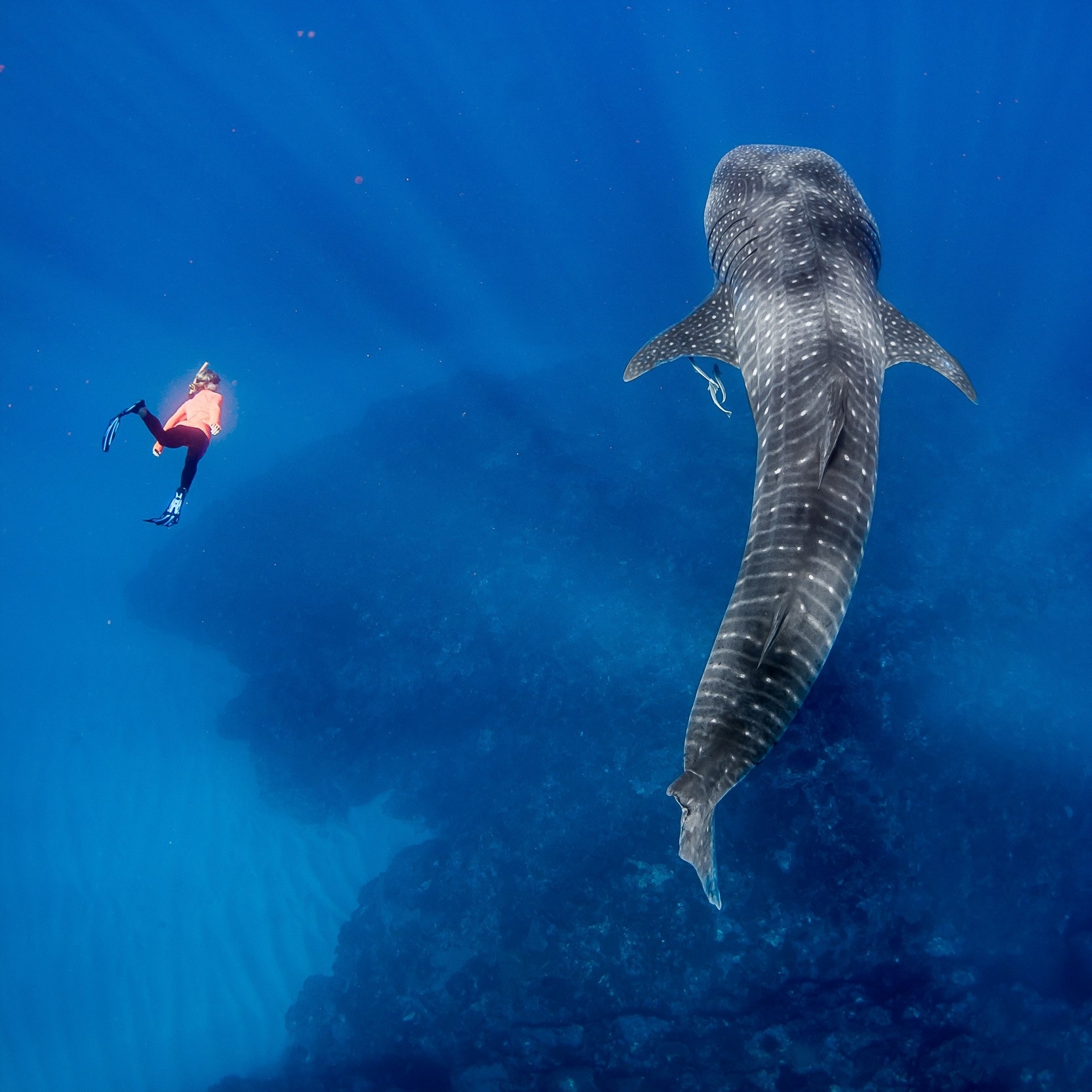 Schnorchler schwimmt neben einem Walhai bei Exmouth © Chris Jansen/Live Ningaloo