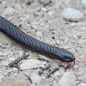 Black Tiger Snake, Cape du Couedic, Kangaroo Island, SA © Tourism Australia