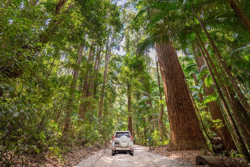 Pile Valley, Fraser Island, Queensland © Tourism Australia