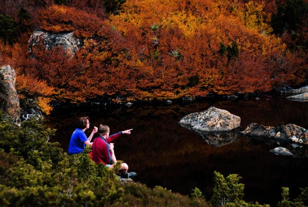 Buchenwald mit Herbstlaub, Mt Field National Park, Tasmanien © Tourism Tasmania