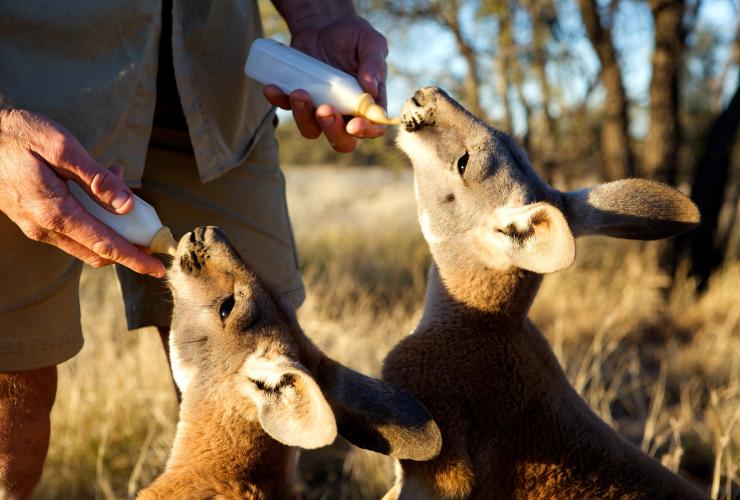 Kängurus, die mit Flaschen gefüttert werden, The Kangaroo Sanctuary, Alice Springs, Northern Territory © The Kangaroo Sanctuary