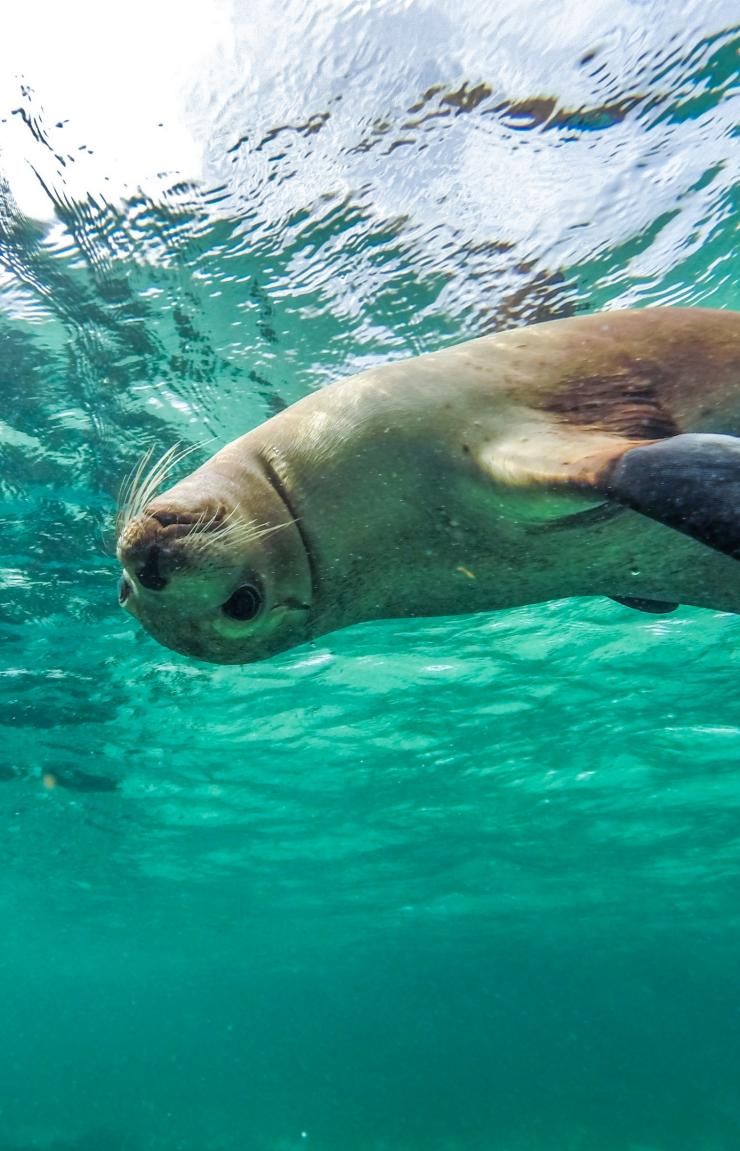 Schwimmen mit Seelöwen, Baird Bay, Eyre Peninsula, Südaustralien © South Australian Tourism Commission
