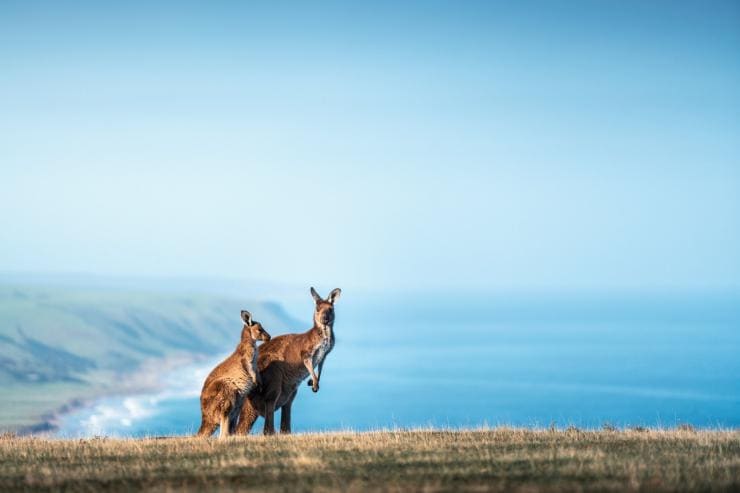 Deep Creek Conservation Park, Fleurieu Peninsula, Südaustralien © SATC (Ben Goode)