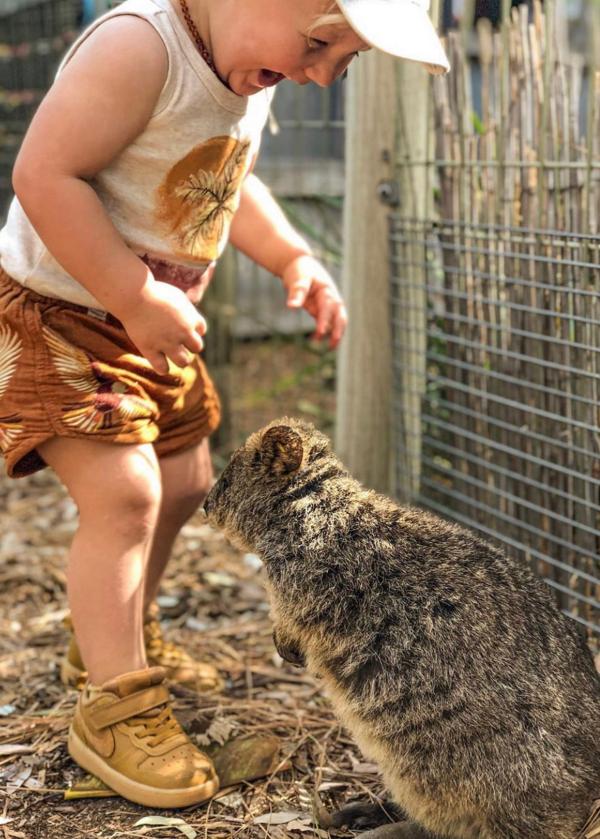 Junge und Quokka im Adelaide Zoo in Adelaide, Südaustralien © Carissa Wright