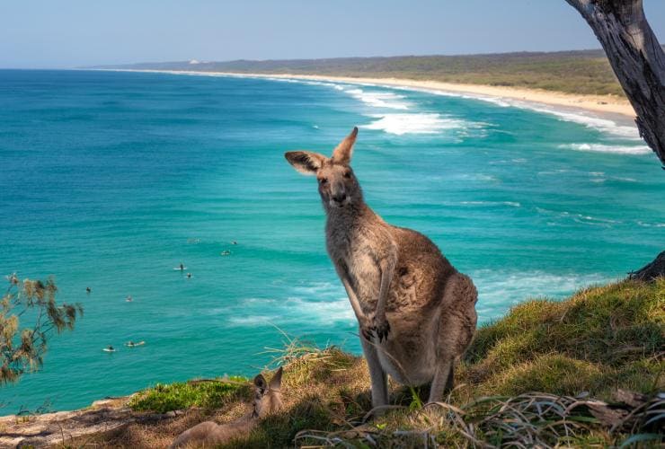 Känguru sitzt in der Nähe des North Gorge Walk auf North Stradbroke Island, Queensland © Tourism Australia