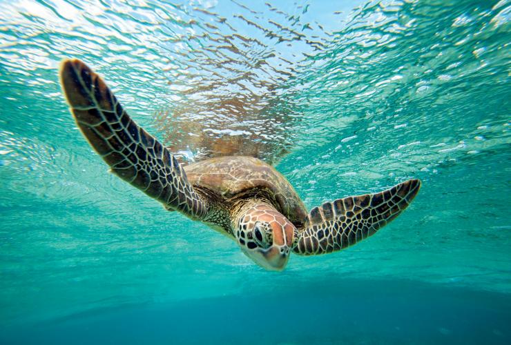 Grüne Meeresschildkröte, Lady Elliot Island, Great Barrier Reef, Queensland © Tourism & Events Queensland
