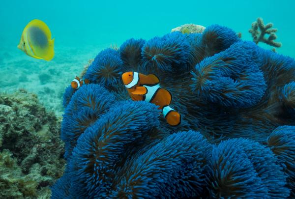 Blaue Anemone mit Clownfish, Frankland Islands, Queensland © Phil Warring