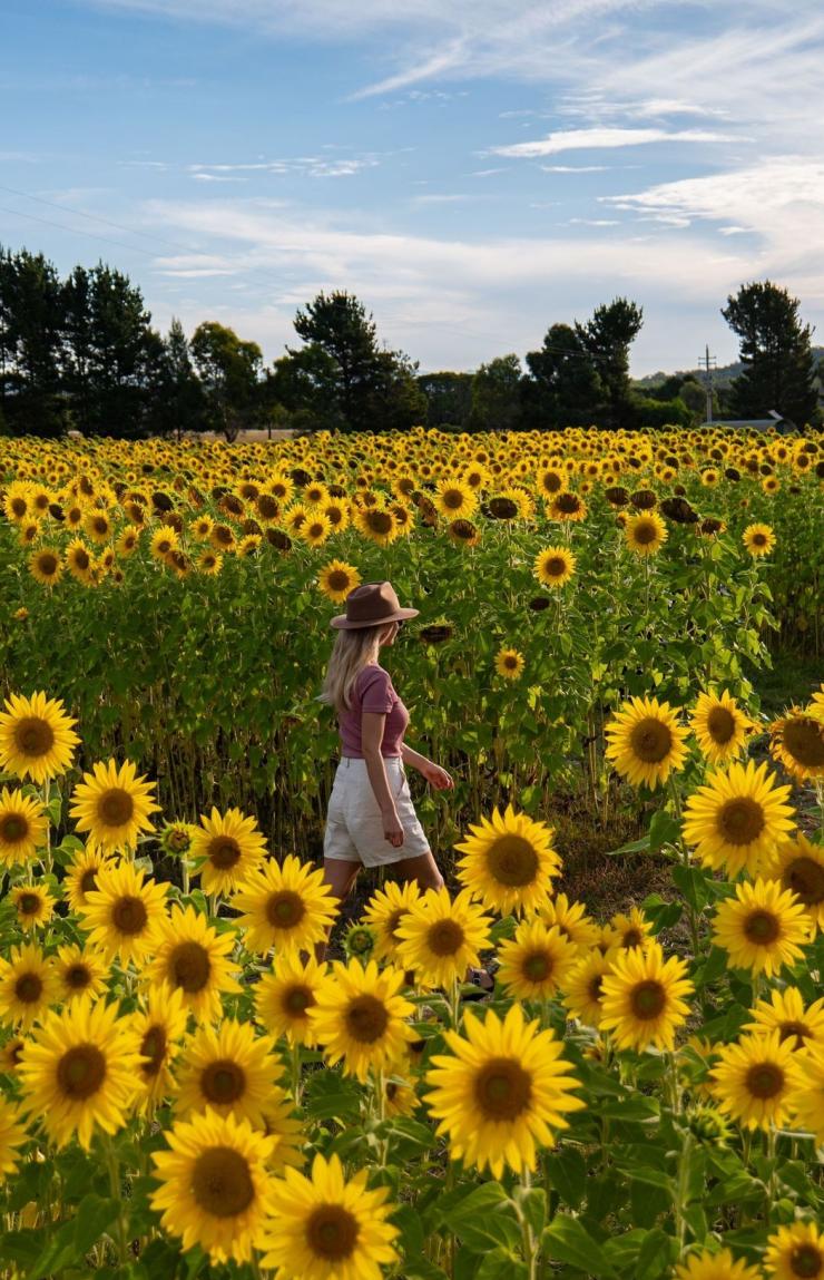 Eine in Shorts und T-Shirt gekleidete Person spaziert inmitten von Sonnenblumen und genießt die leuchtende Blumenpracht, Majura Valley Farm, Canberra, Australian Capital Territory © Tourism Australia