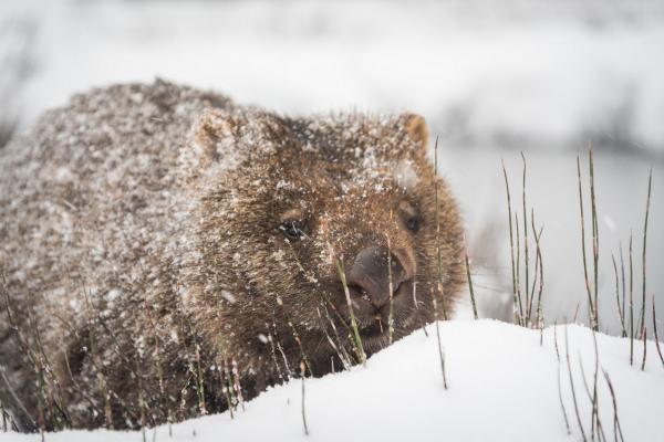 Wombat im Schnee, Cradle Mountain, Tasmanien © Paul Fleming