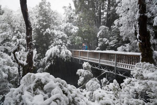 Enchanted Walk, Cradle Mountain-Lake St Clair National Park, Tasmanien © Paul Fleming