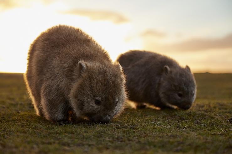 Wombats, Maria Island, Tasmanien © Tourism Australia