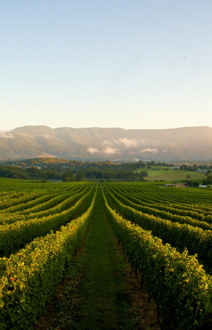 Bulong Estate Winery, Yarra Valley, Victoria © Tourism Victoria