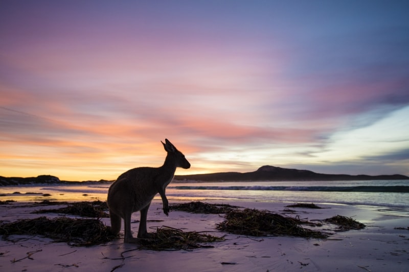 Känguru, Lucky Bay, Cape Le Grand National Park, Westaustralien © Tourism Western Australia