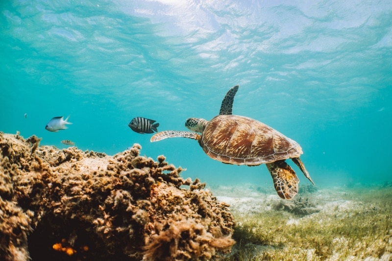 Lizard Island, Great Barrier Reef, Queensland © Tourism Australia