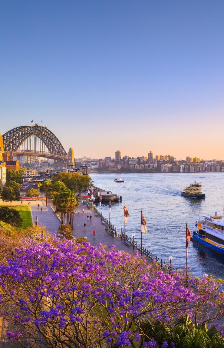 Jacarandas und Sydney Harbour bei Sonnenuntergang, Sydney, New South Wales © Destination NSW