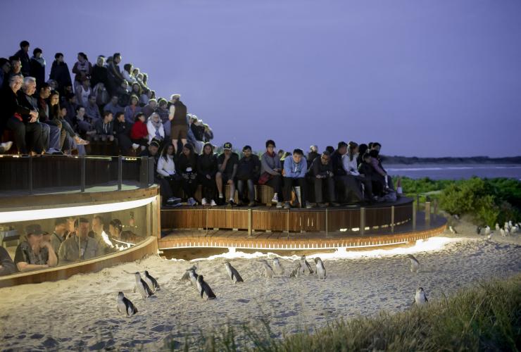 Eine Gruppe von Besuchern beobachtet, wie die Pinguine während der Pinguinparade den Strand entlanglaufen, Phillip Island, Victoria © Warren Reed