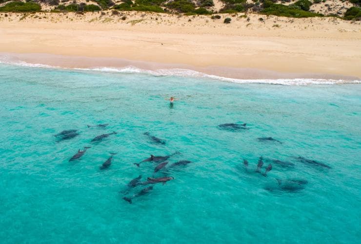 Delfine entlang der Küste von Wedge Island, Eyre Peninsula, Südaustralien © Kane Overall