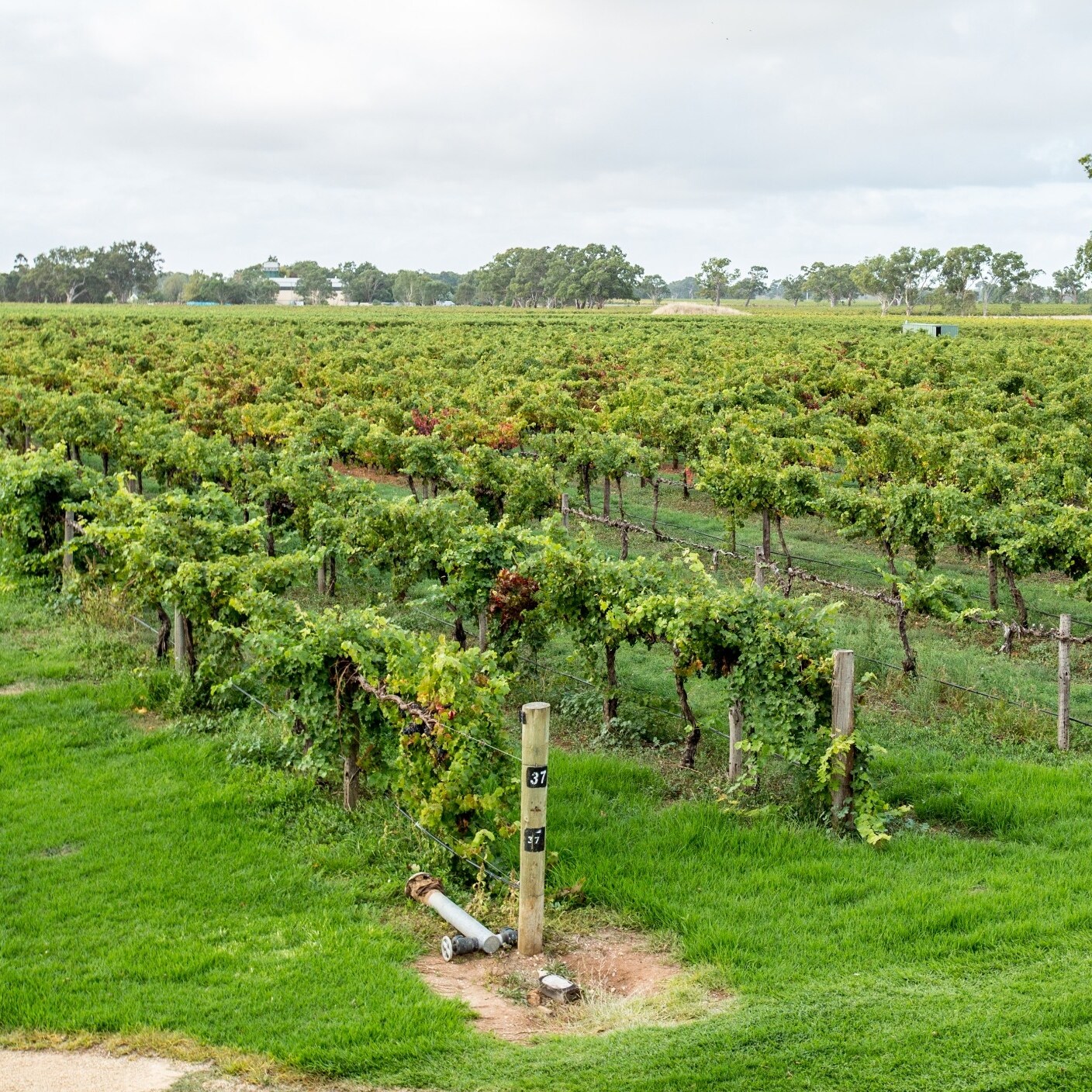 Weinberg in der Weinregion Coonawarra © Tourism Australia