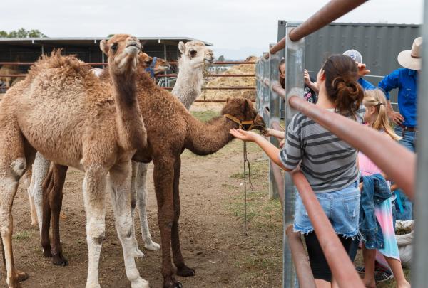 Kinder füttern Kamele bei Summer Land Camels in Harrisville © Summer Land Camels