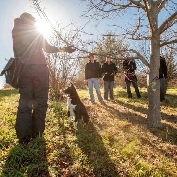 Eine Gruppe jagt Trüffel auf dem Truffle Festival in Canberra © Australian Capital Tourism
