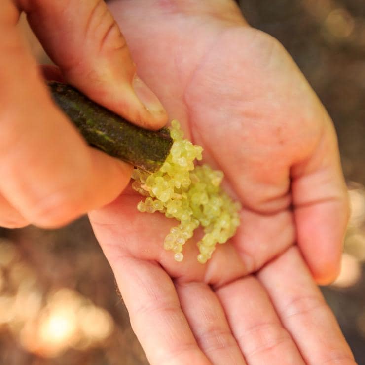 Hand hält Fingerlimetten-Perlen in der Tropical Fruit World in Duranbah © Ryan Fowler/Destination Tweed