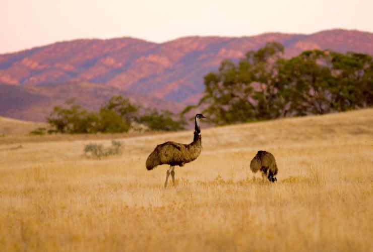 Emus, Arkaba, Flinders Ranges, Südaustralien © Wild Bush Luxury