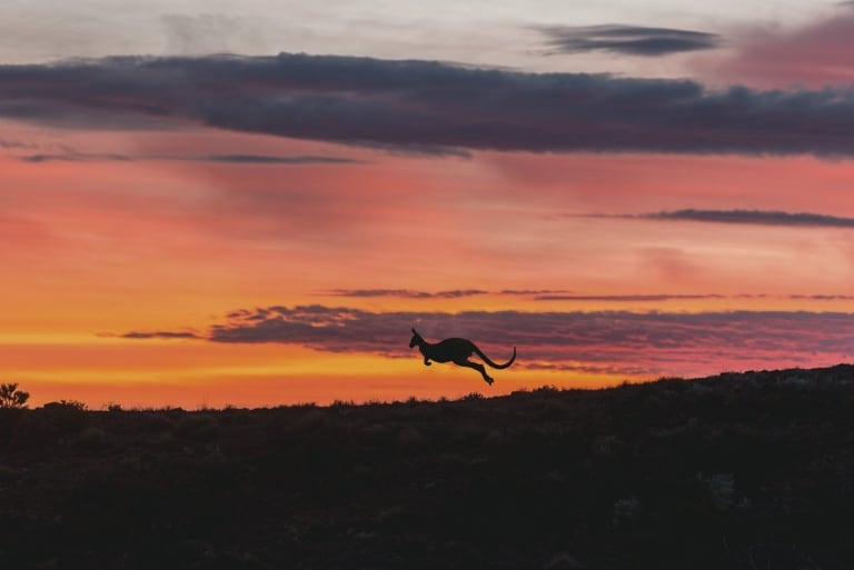 Ein springendes Känguru bei Sonnenuntergang in Arkaba im Flinders Ranges National Park in Südaustralien © South Australian Tourism Commission