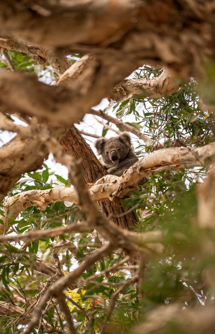 Ein Koala sitzt auf einem Baum inmitten verdrehter Äste, umgeben von Blättern, Tilligerry Habitat Reserve, Tanilba Bay, New South Wales © Rob Mulally
