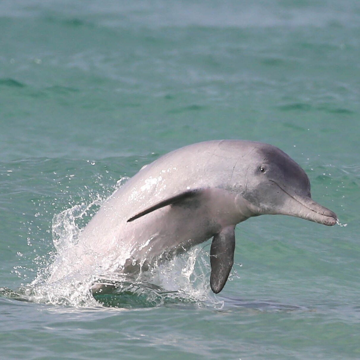 Ein neugeborener Großer Tümmler in der Nähe der Moreton Bay in Queensland © Dolphin Research Australia