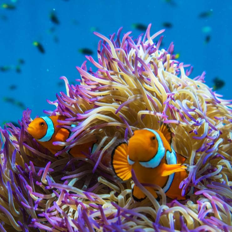 Clownfish, Frankland Islands, Queensland © Phil Warring