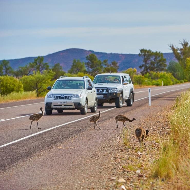 Autos halten an, um Emus die Straße im Ikara-Flinders Ranges National Park überqueren zu lassen © South Australian Tourism Commission
