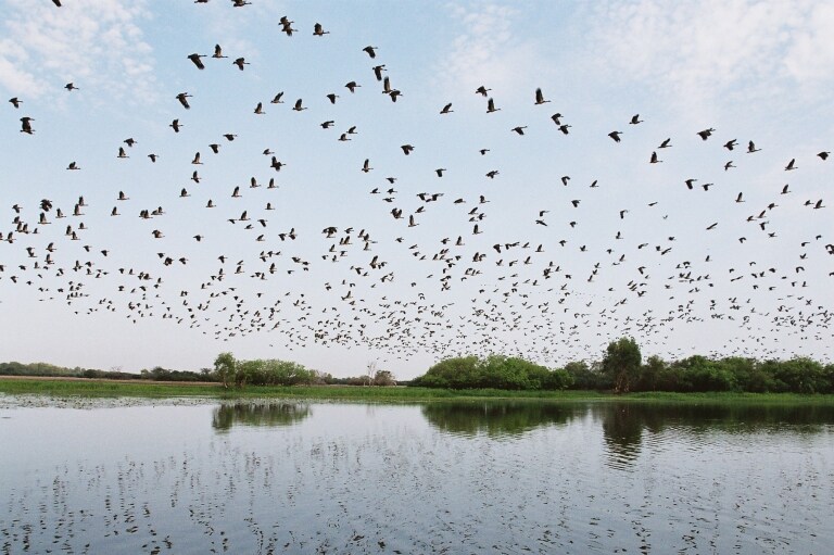 Vögel fliegen über Feuchtgebieten bei Yellow Water im Kakadu National Park im Northern Territory © Gary Topic