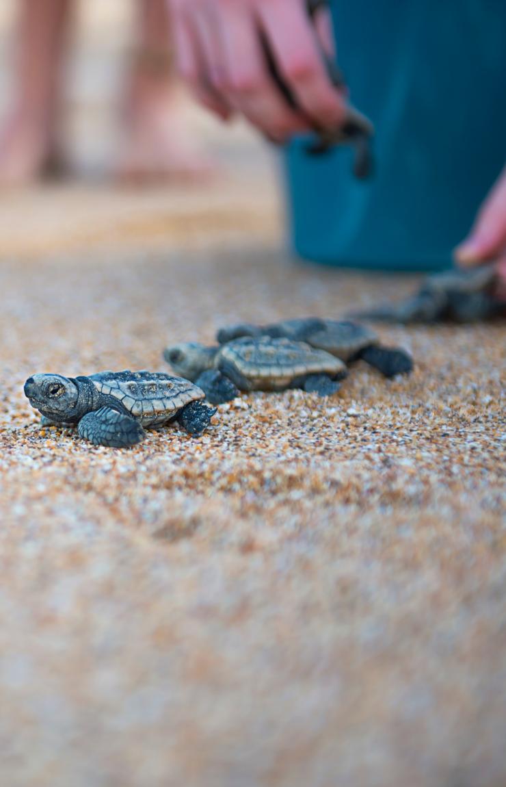Babyschildkröten, die am Strand des Mon Repos Conservation Park freigelassen werden © Lauren Bath