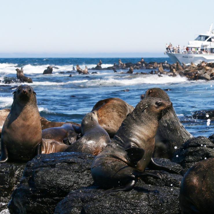 Ein Boot, das eine Kolonie von Pelzrobben auf Phillip Island beobachtet © Wildlife Coast Cruises