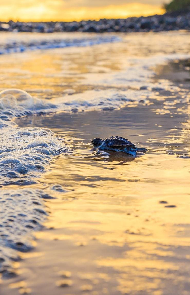 Eine Babyschildkröte krabbelt zum Meer bei Mon Repos, Southern Great Barrier Reef, Queensland © Jewels Lynch/Tourism Events Queensland