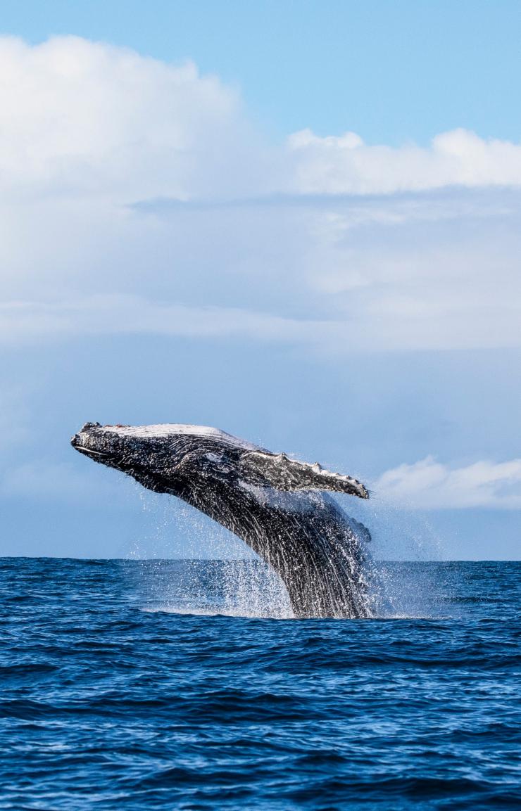 Ein Wal springt während einer Tour mit Diver Jervis Bay aus dem Wasser, Jervis Bay, New South Wales © Jordan Robins