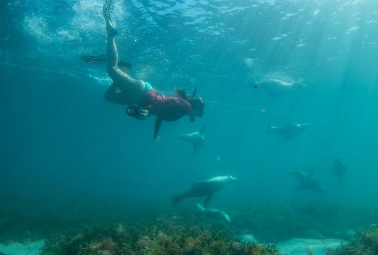 Seelöwen, Adventure Bay Charters, Hopkins Island, Südaustralien © Tourism Australia