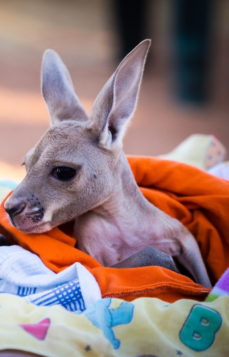 Halten eines Känguru-Babys in The Kangaroo Sanctuary, Alice Springs, Northern Territory © Tourism NT/Jewels Lynch