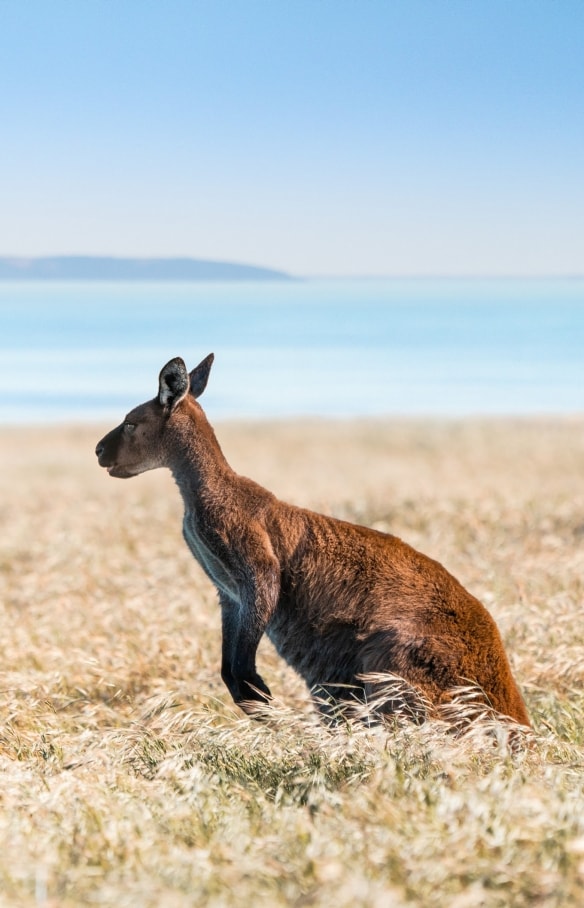 Känguru im Grasland auf Kangaroo Island © South Australian Tourism Commission