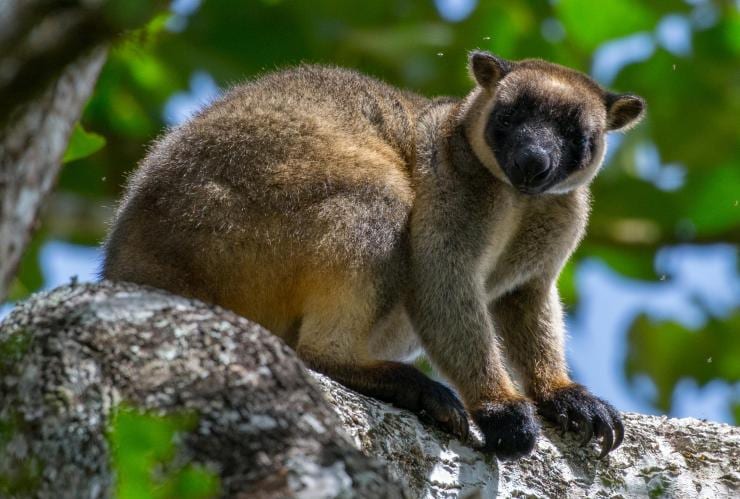 Baumkänguru auf einem Baum in den Atherton Tablelands © FNQ Nature Tours