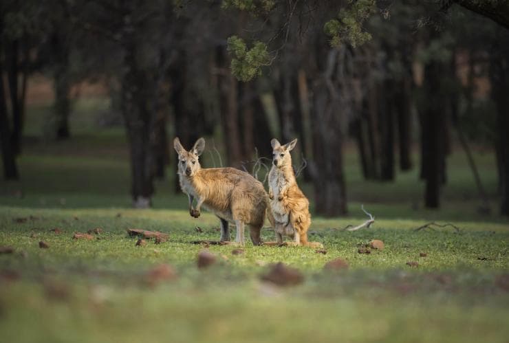 Kängurus im Mungo National Park © Destination NSW