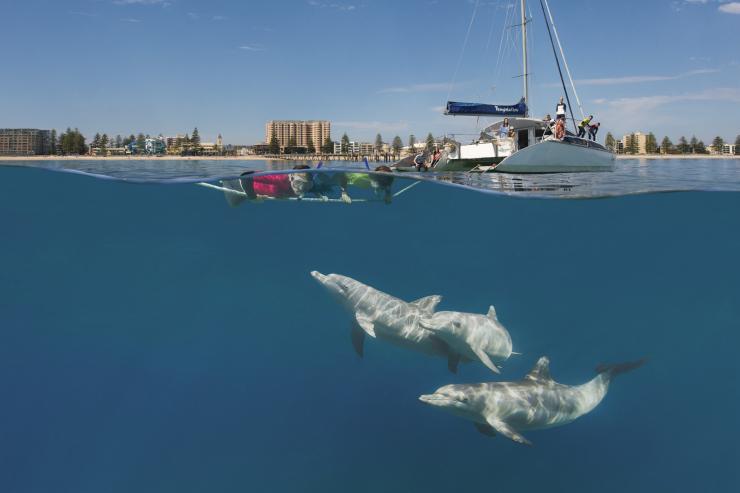 Schnorchler beobachten Delfine bei einer Bootstour mit Temptation Sailing bei Glenelg in Südaustralien © South Australian Tourism Commission