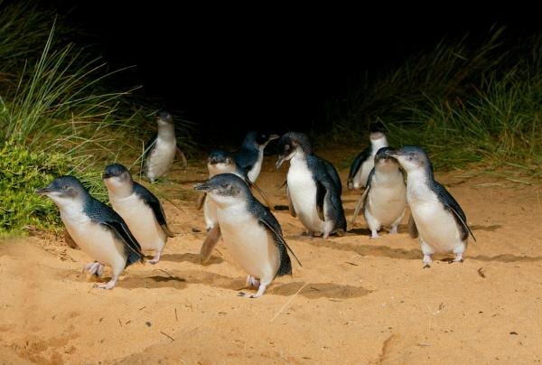 Penguins, Phillip Island Nature Park, Phillip Island, VIC © Tourism Australia