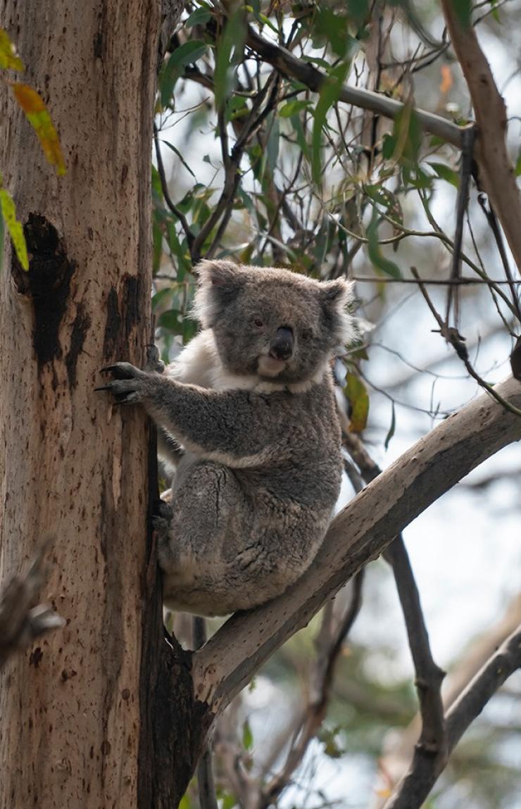 Koala Reserve, Phillip Island, VIC © Tourism Australia 