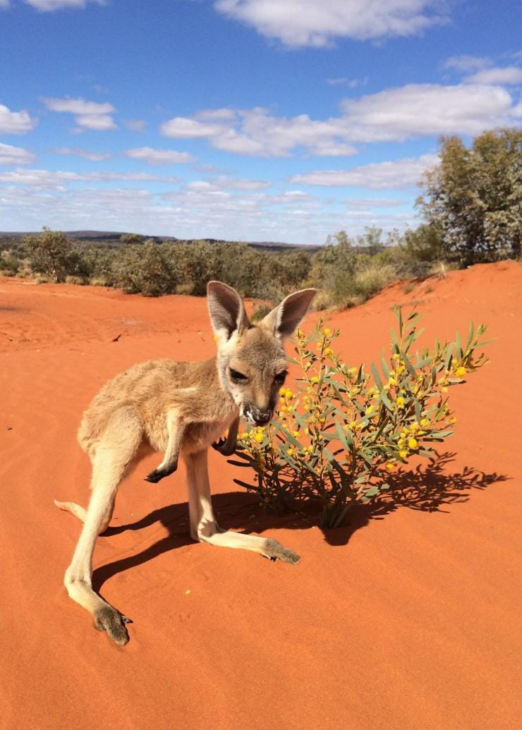 Joey, Kangaroo Sanctuary, Alice Springs, NT © kangaroosanctuary.com