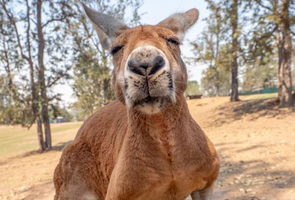 Känguru, NT © Tourism Australia