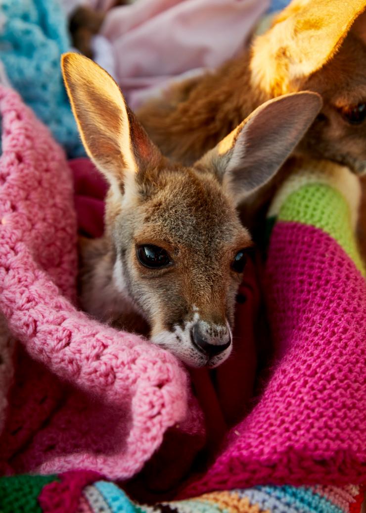 Schön eingepackt lässt sich das Känguru-Baby auch nicht stressen, Kangaroo Sanctuary, Alice Spring, NT © Tourism Australia