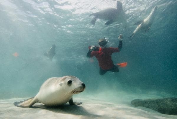 Bei Hopkins Island kann man mit Seelöwen schwimmen © Australian Coastal Safaris / Robert Lang