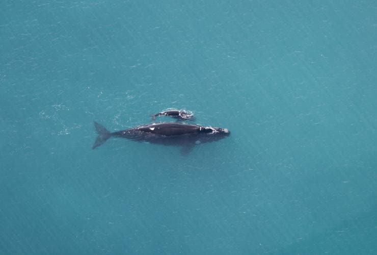 Ein “Southern Right Whale” mit Kalb vor der Küste Südaustraliens © South Australian Tourism Commision