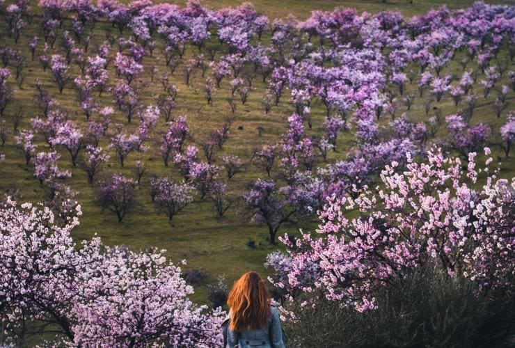 Im Frühling erstrahlt das McLaren Vale in wunderschönen Farben © SATC / Callum Jackson